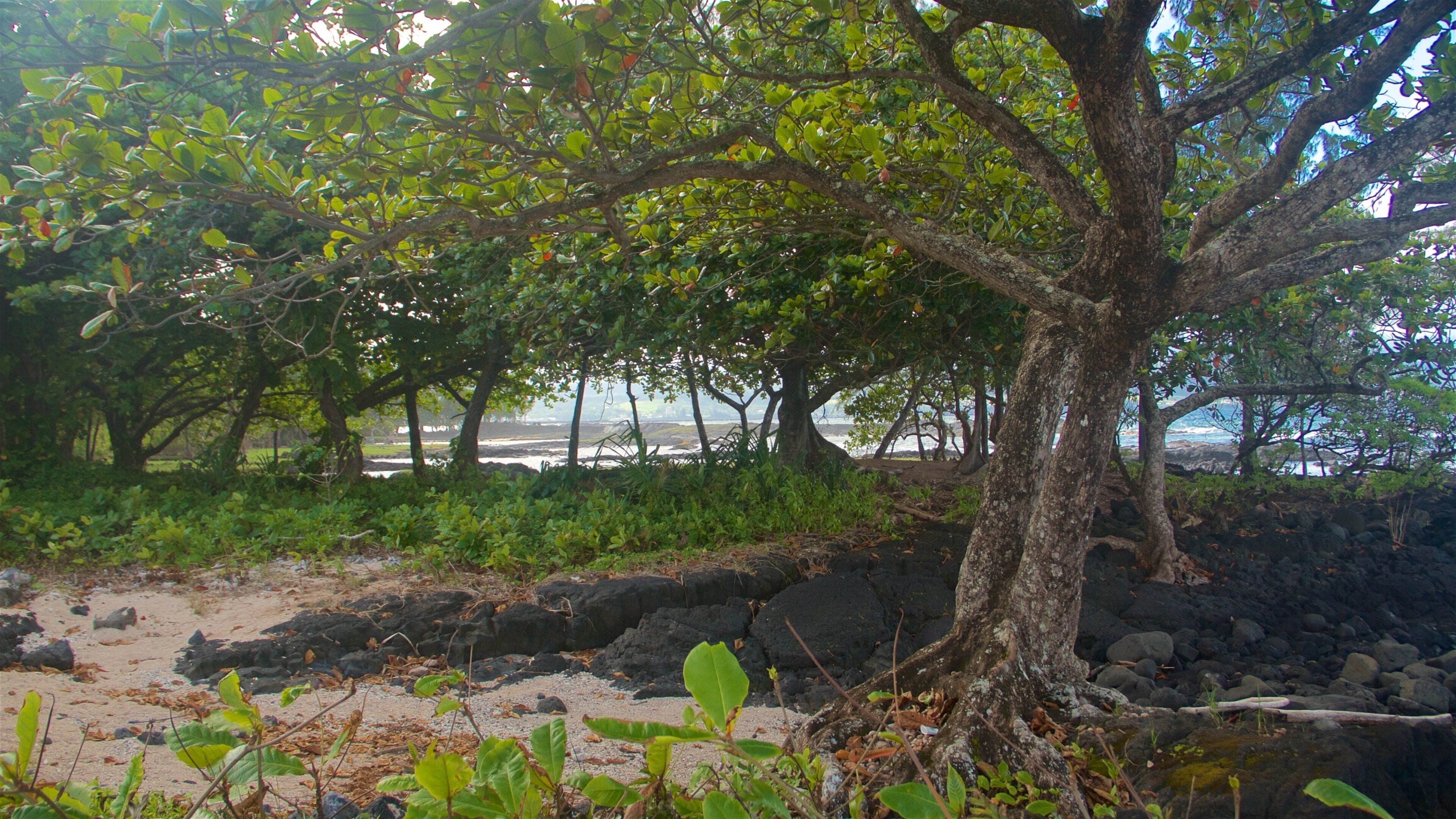 Onekahakaha Beach Park featuring a park