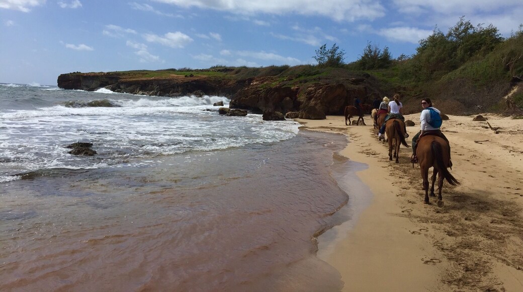 Horseback riding on a south side of Kauai island