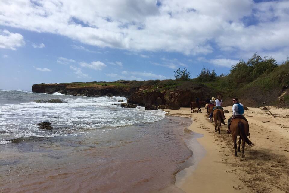 Una platja amb cavalls i jinetes al llarg de la riba.