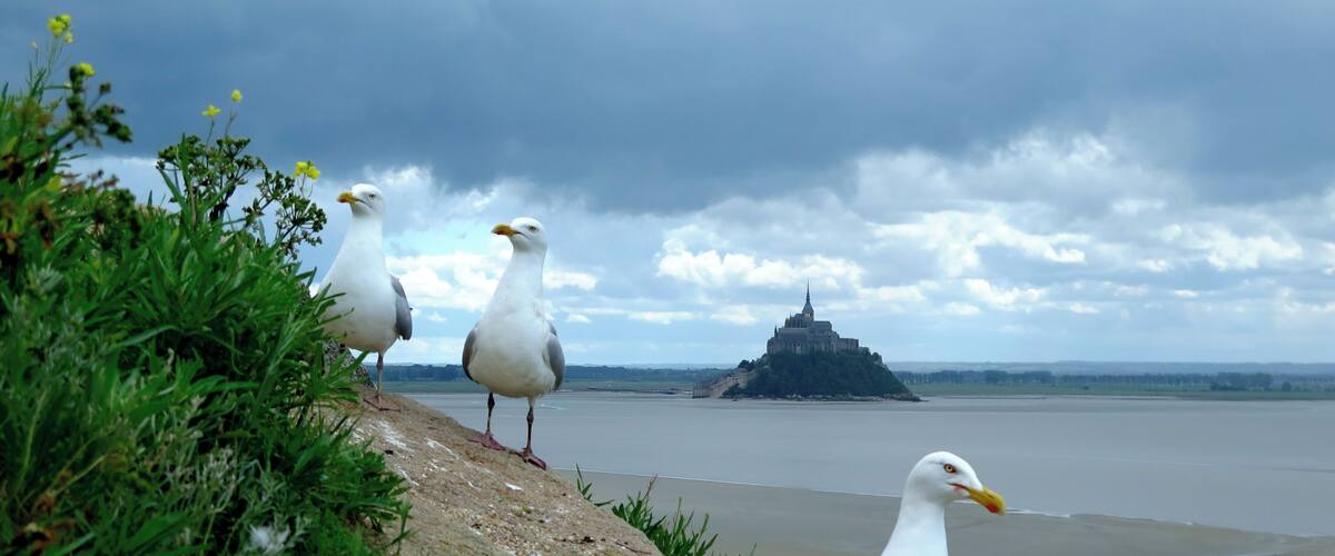 Protected area studied by the "Groupe Ornithologique Normand de la Manche" (Luc Loison).Larus argentatus in national decreasing number. Natural virgin area close to the famous and very visited place of "Le Mont Saint Michel"