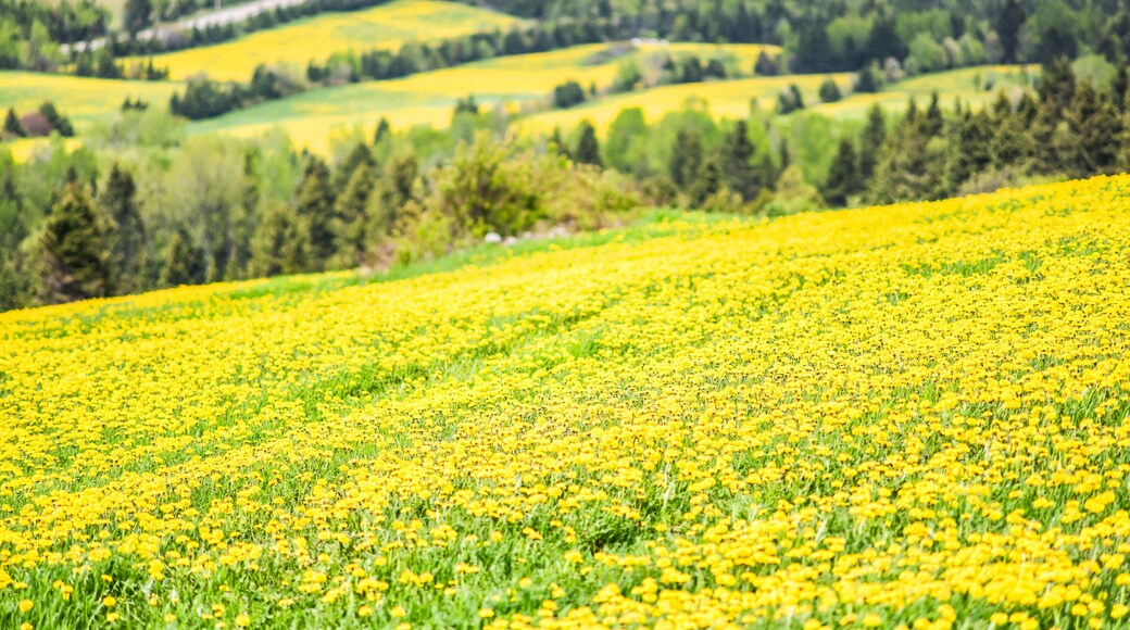 Closeup of patch farm field hills of yellow dandelion flowers in green grass in Quebec, Canada Charlevoix region by mountains, hills, forest, rural road in countryside
