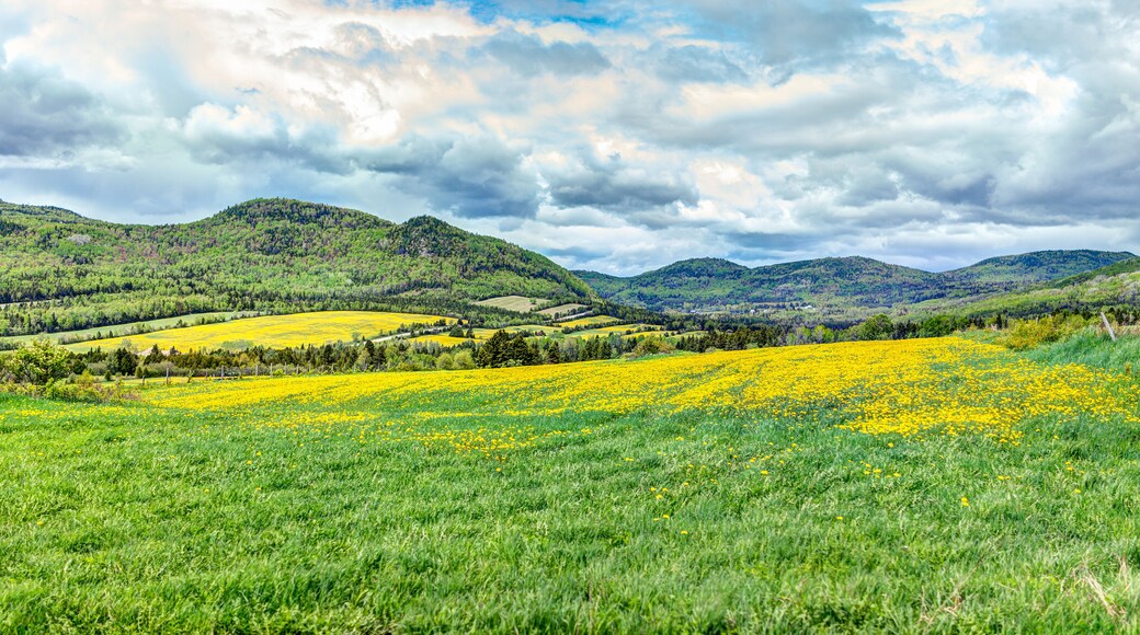 Field hills of yellow dandelion flowers in green grass in Quebec, Canada Charlevoix region