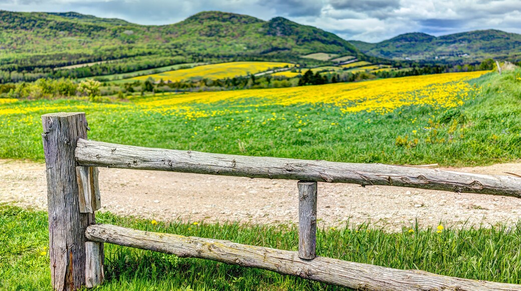 Field hills of yellow dandelion flowers in green grass in Quebec, Canada Charlevoix region with wooden fence