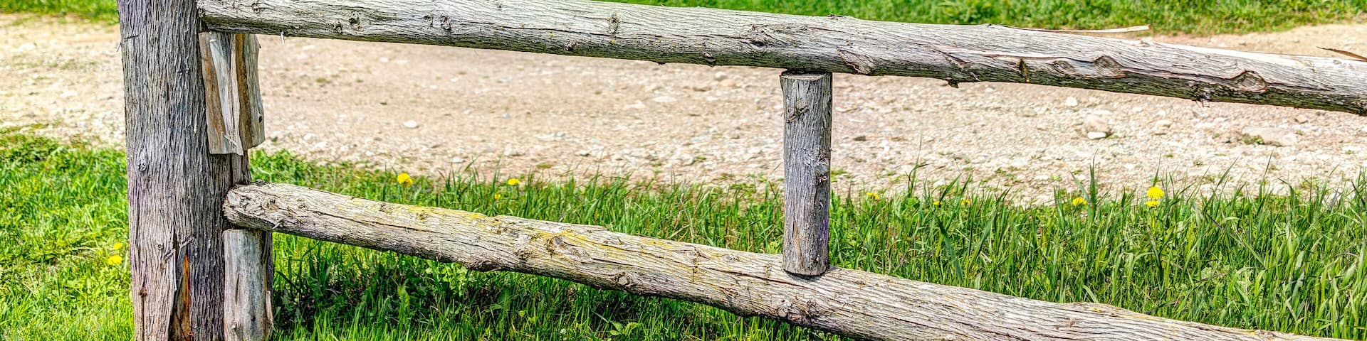 Field hills of yellow dandelion flowers in green grass in Quebec, Canada Charlevoix region with wooden fence