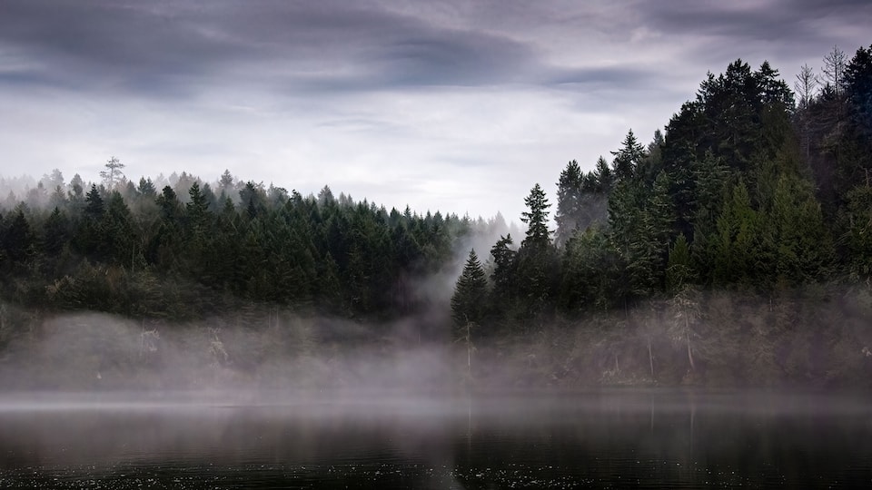 A forested landscape with a misty lake.