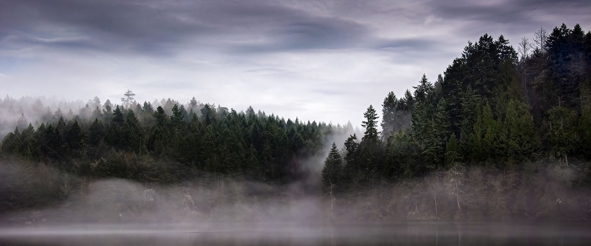 A forested landscape with a misty lake.