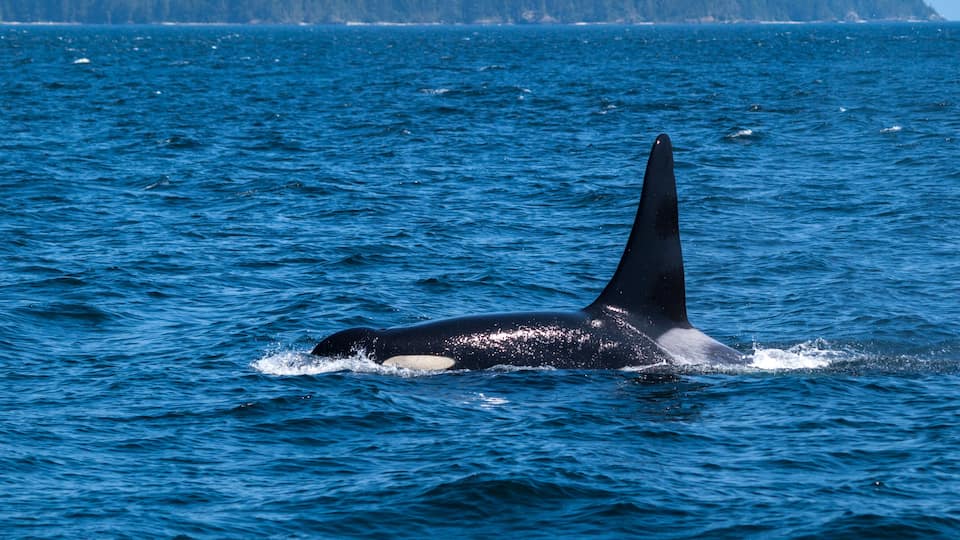 An orca swimming in the ocean with a forested island in the background.