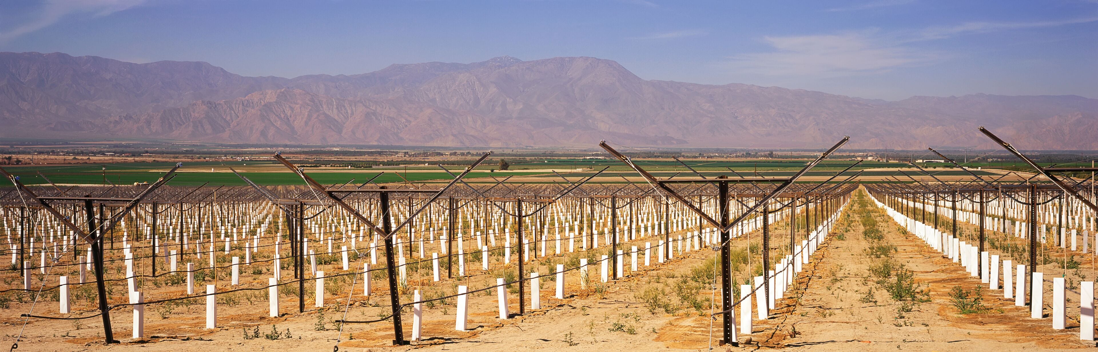 Newly planted vineyard staked and with white protective sleeves dominates the foreground, other green fields and mountains beyond, Coachella Valley, Mecca, California, United States of America