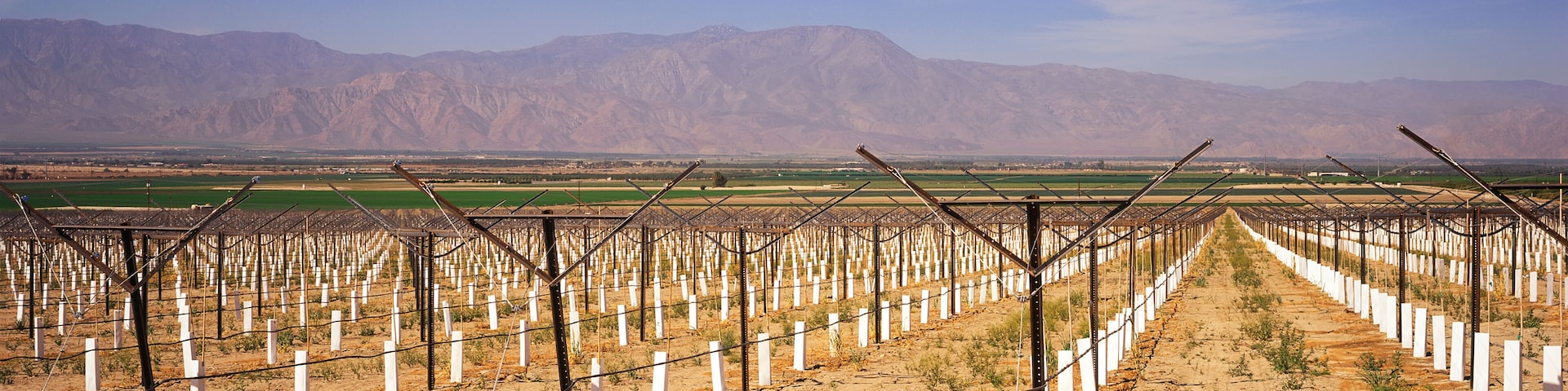 Newly planted vineyard staked and with white protective sleeves dominates the foreground, other green fields and mountains beyond, Coachella Valley, Mecca, California, United States of America