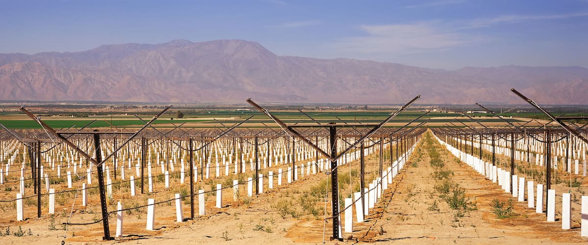 A vineyard with rows of grapevines and mountains in the background.