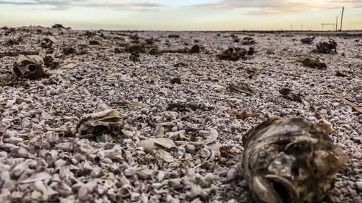 The fish carcasses on the beach in Desert shores of Salton sea