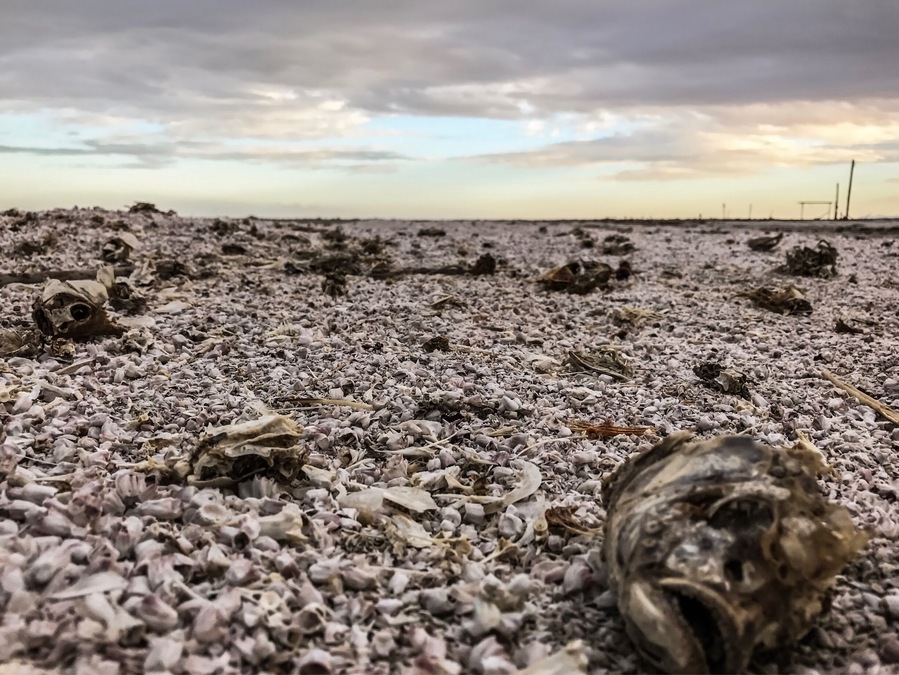 The fish carcasses on the beach in Desert shores of Salton sea