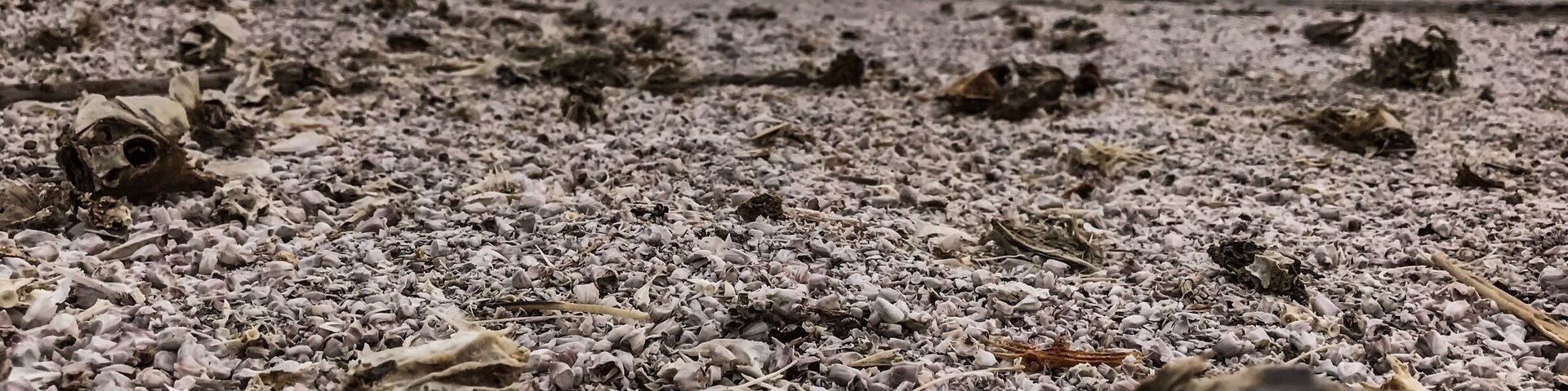 The fish carcasses on the beach in Desert shores of Salton sea