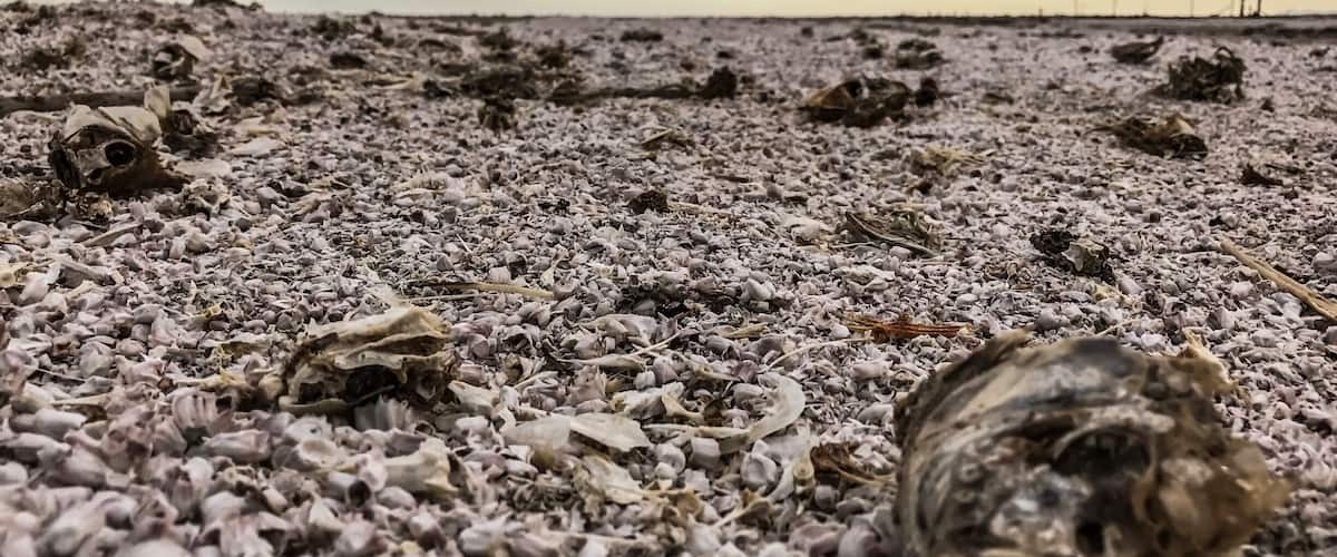 A beach with scattered seashells and driftwood under a cloudy sky.