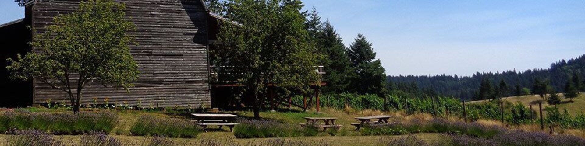 Another photo from summer wine tour in Kings Valley near Philomath and Corvallis. Gorgeous views, and great wine. Pack a picnic lunch, plenty of picnic tables.
