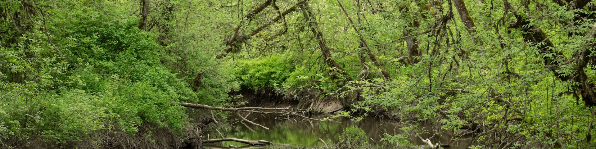 Ash (Fraxinus latifolia) trees line Muddy Creek in western Oregon. Finley National Wildlife Refuge, Oregon.