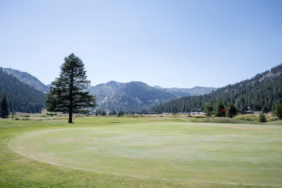 A golf course with a prominent pine tree, mountains, and a clear sky.