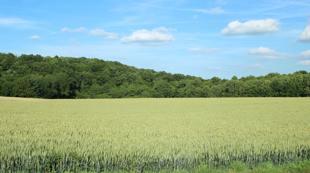 This picture as been uploaded as part of L'Été des régions Wikipédia.