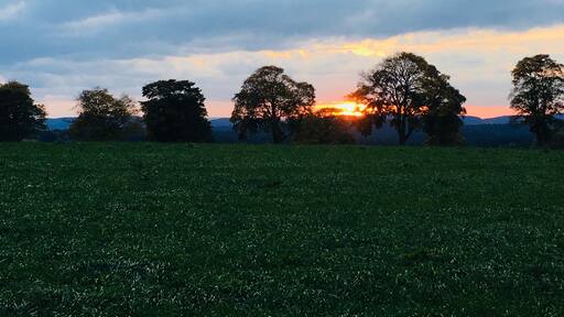 Un atardecer sobre un campo cubierto de hierba, con árboles silueteados contra el cielo.