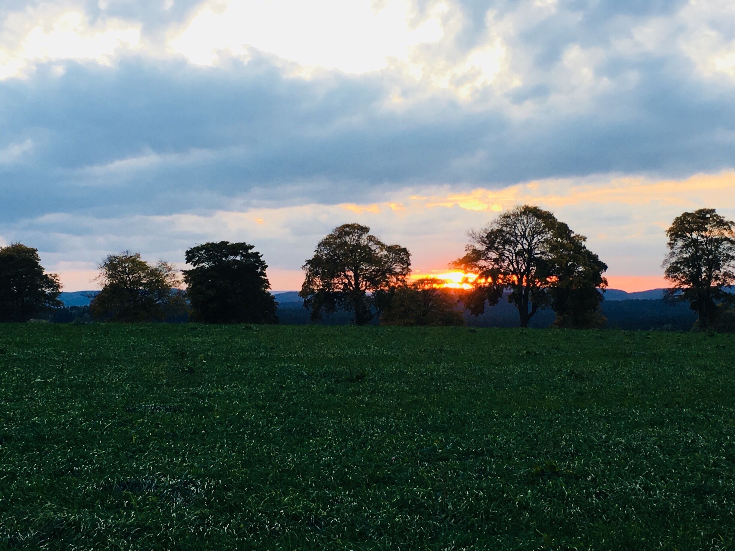 A sunset over a grassy field with trees silhouetted against the sky.