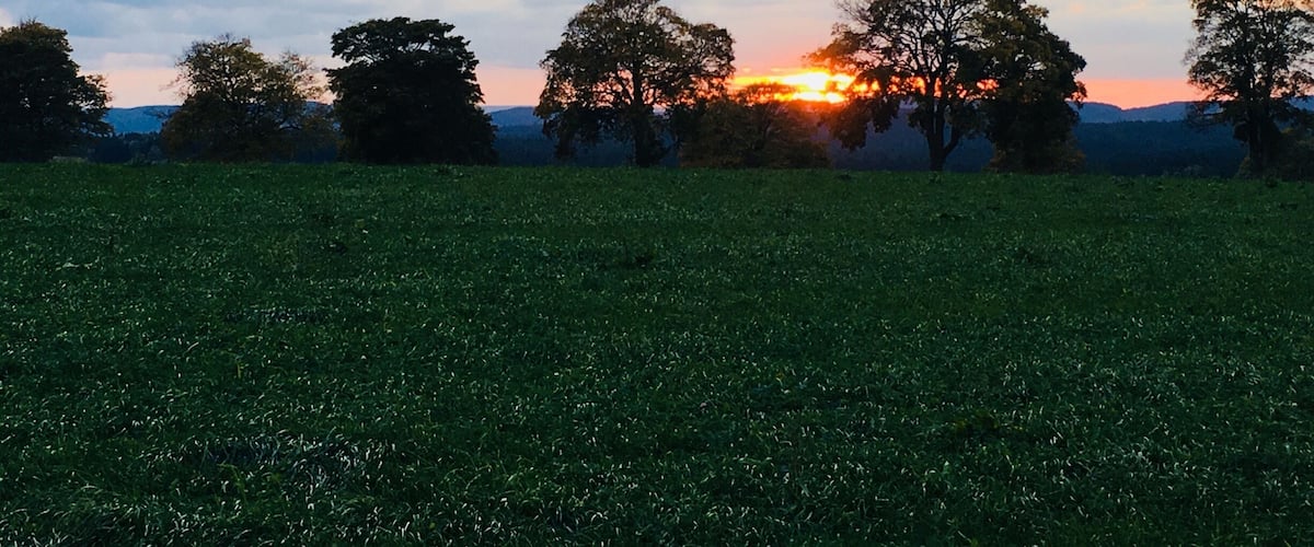 A sunset over a grassy field with trees silhouetted against the sky.