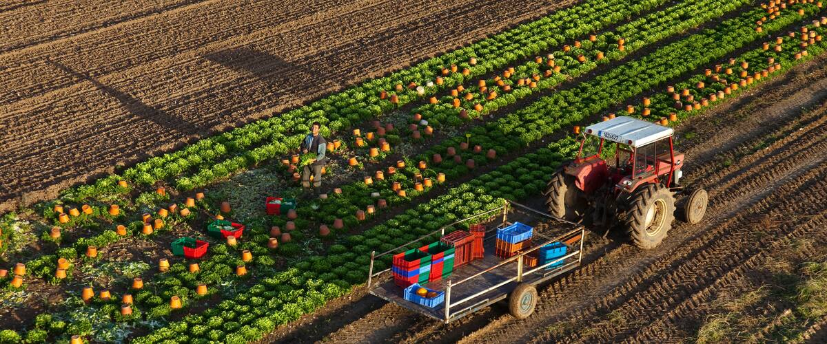 A tractor in a field with rows of green plants and orange containers.