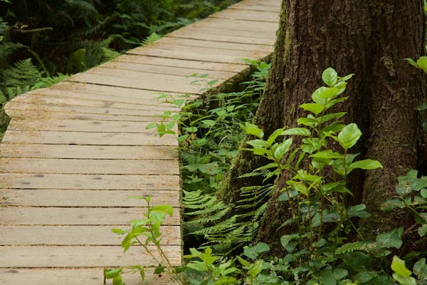 Schooner Cove Trailhead mit einem Wälder und Brücke