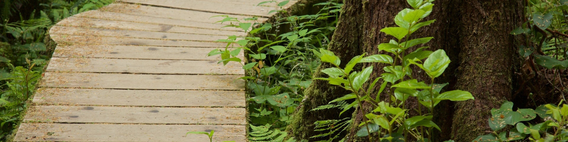 Schooner Cove Trailhead mit einem Wälder und Brücke