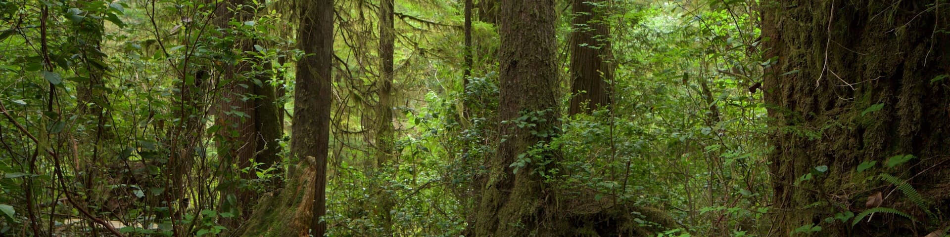 Une promenade en bois sinueuse qui traverse une forêt dense, parsemée de grands arbres et d’une végétation luxuriante.