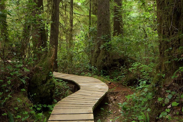 A wooden boardwalk winding through a dense forest with tall trees and lush greenery.
