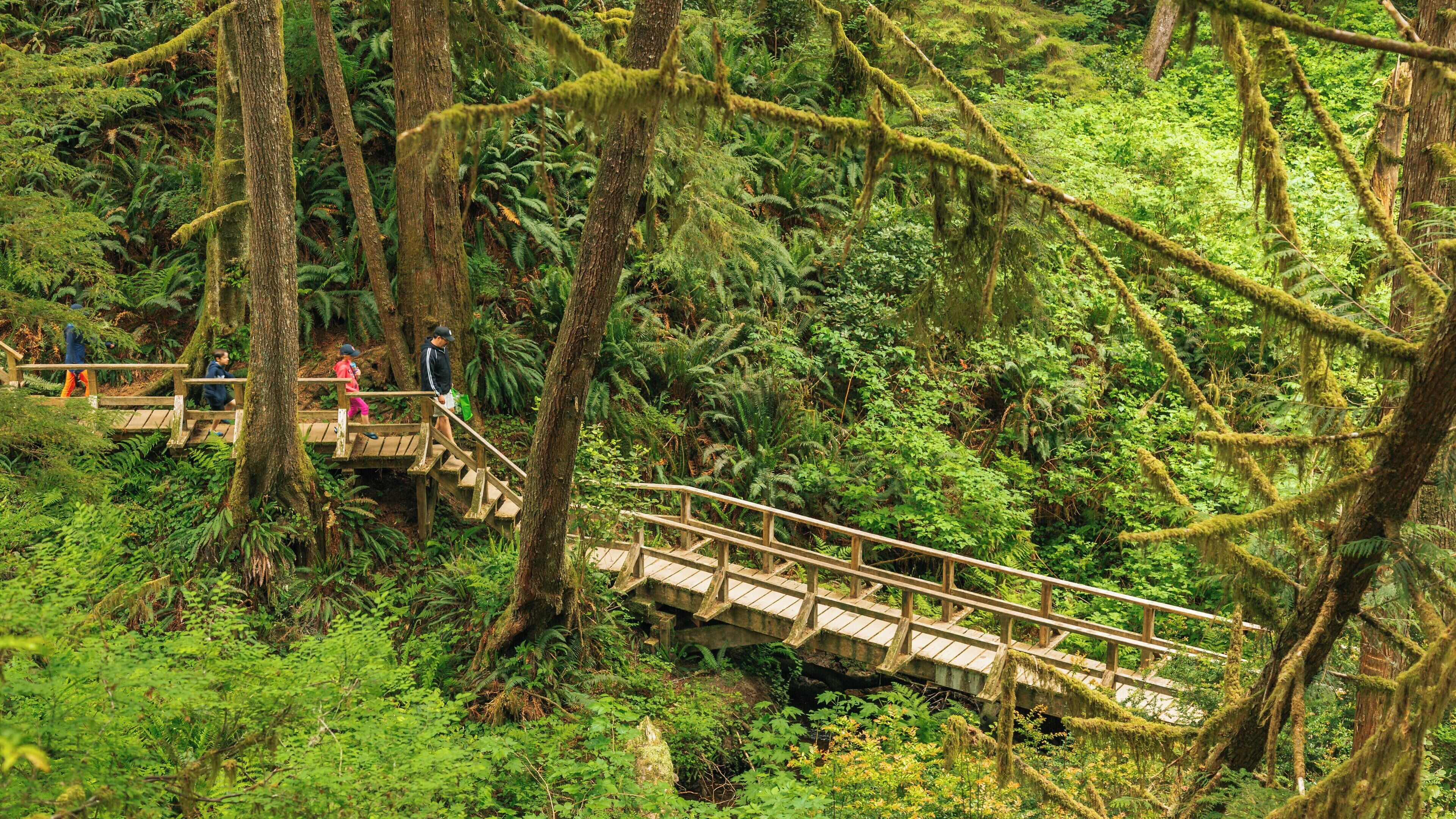 Schooner Cove Trailhead welcomes hikers to a lush forest in Long Beach, British Columbia, showcasing natural beauty and inviting trails for exploration