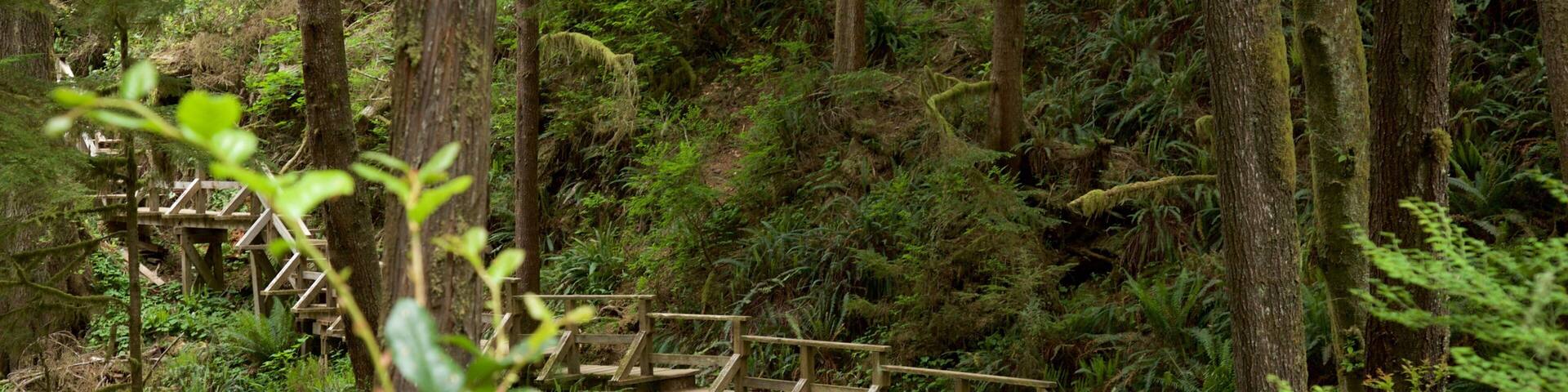 Schooner Cove Trailhead showing forest scenes and a bridge