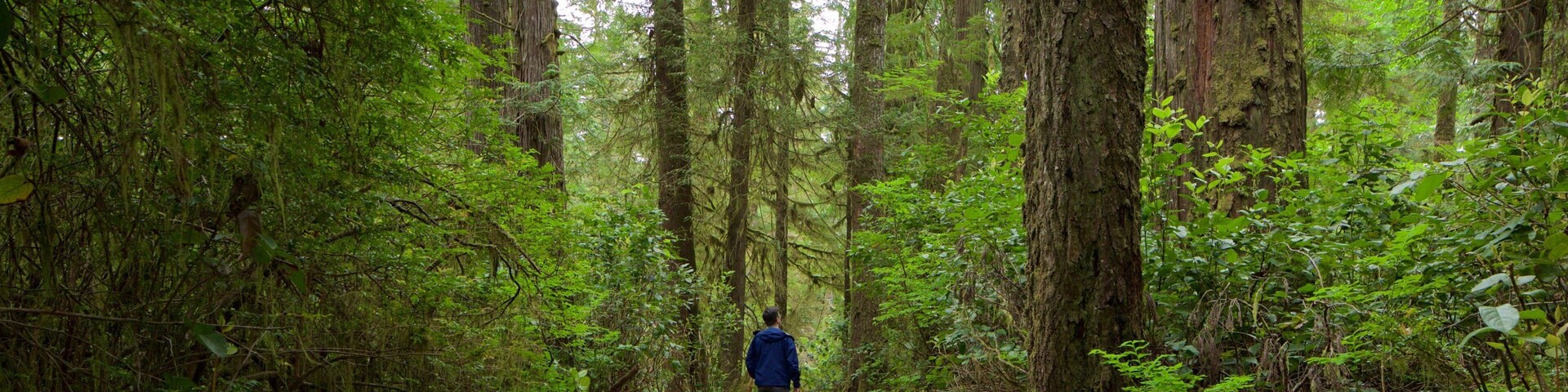 Schooner Cove Trailhead mostrando cenas de floresta e uma ponte assim como um homem sozinho