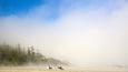 Mackenzie Beach featuring a sandy beach and mist or fog