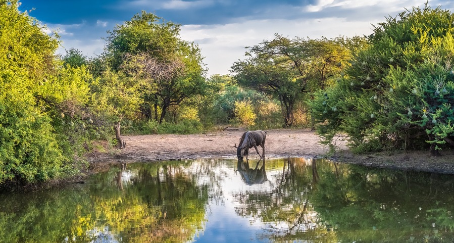 Khama Rhino Sanctuary, Serowe, Botswana