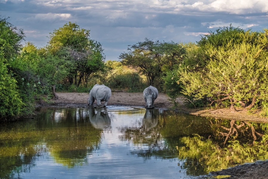 White Rhinos taking a mud bath, Khama Rhino Sanctuary, Serowe, Botswana
