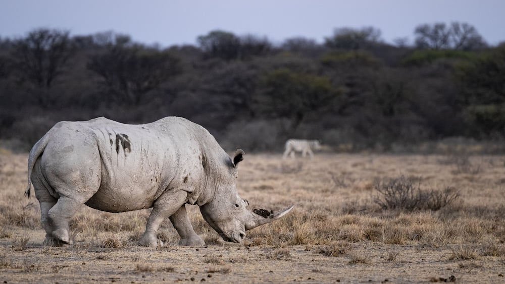A rhinoceros in a dry grassland with sparse trees in the background.