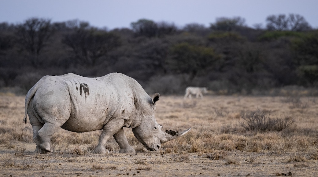 Southern white rhinoceros (Ceratotherium simum simum), Khama Rhino Sanctuary, Serowe, Botswana