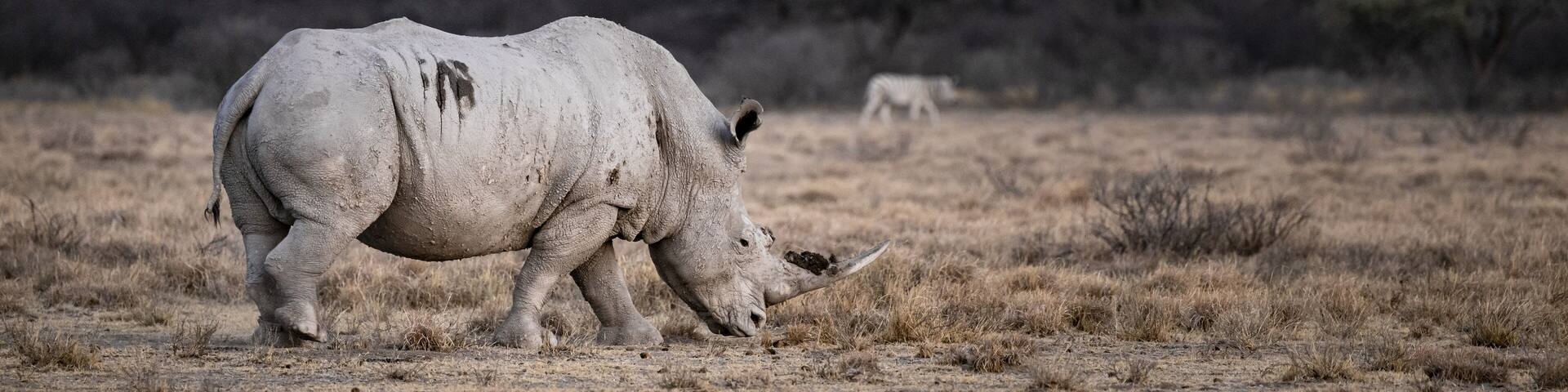 Southern white rhinoceros (Ceratotherium simum simum), Khama Rhino Sanctuary, Serowe, Botswana