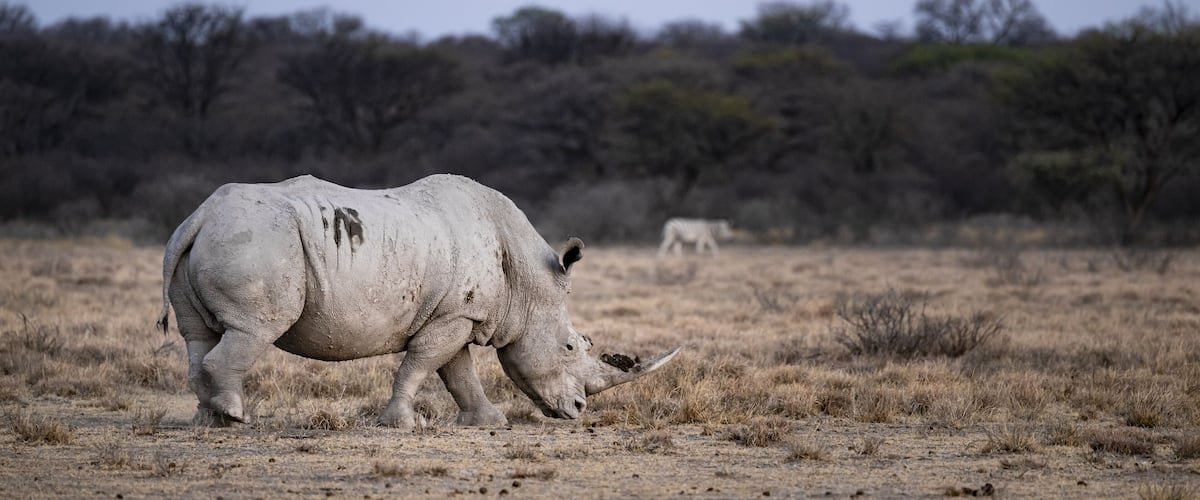 A rhinoceros in a dry grassland with sparse trees in the background.