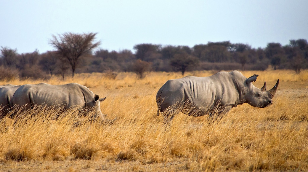 White Rhinoceros, Ceratotherium simum, Square-lipped Rhinoceros, Khama Rhino Sanctuary, Serowe, Botswana, Africa