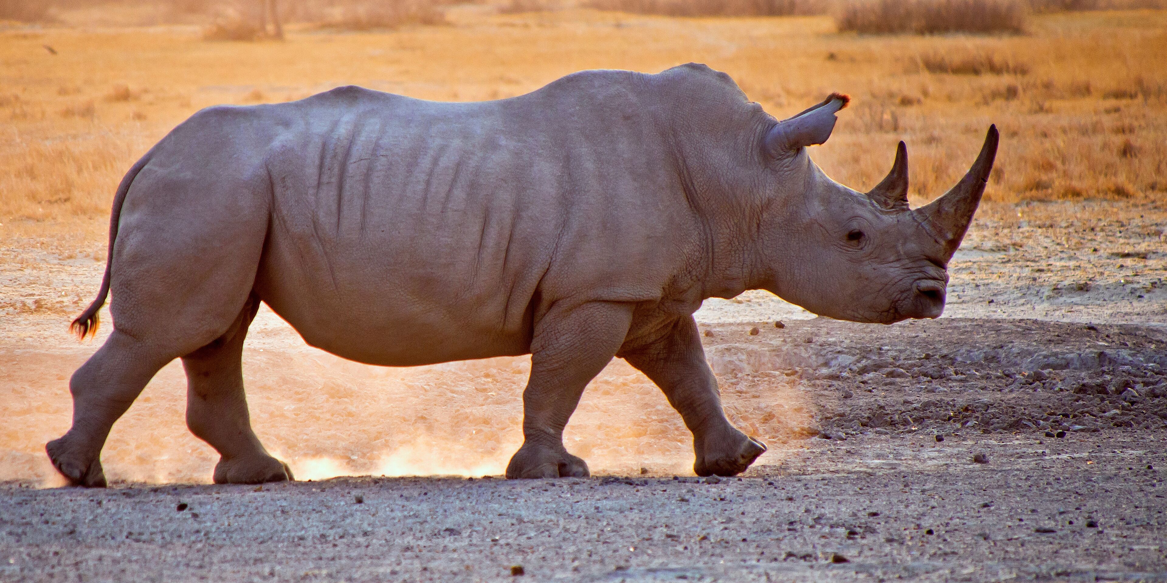 White Rhinoceros, Ceratotherium simum, Square-lipped Rhinoceros, Khama Rhino Sanctuary, Serowe, Botswana, Africa