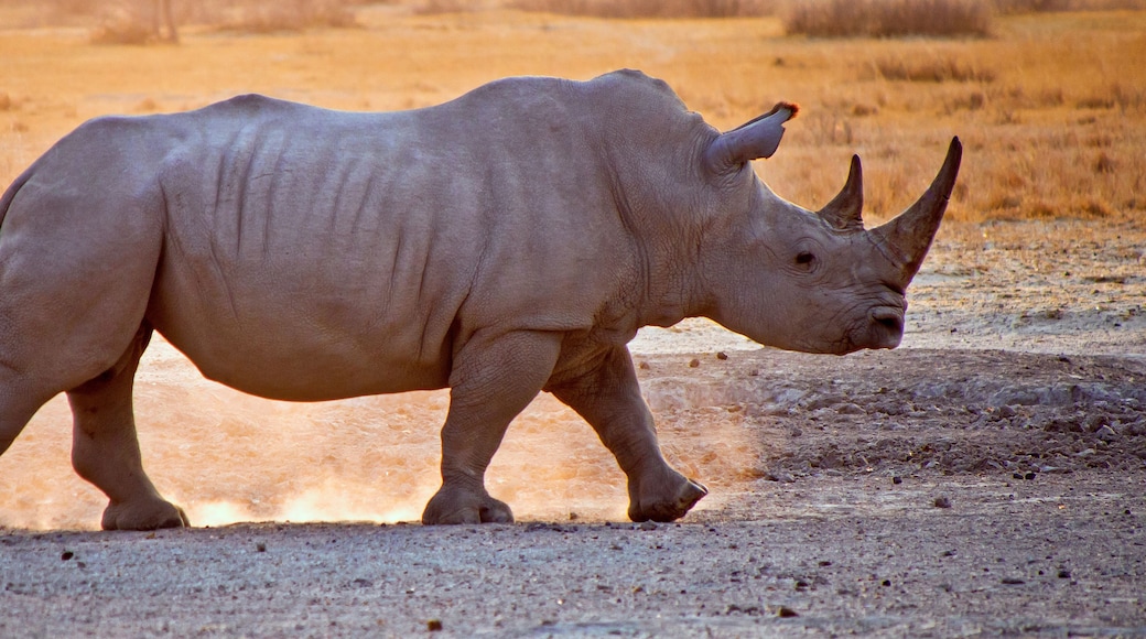 White Rhinoceros, Ceratotherium simum, Square-lipped Rhinoceros, Khama Rhino Sanctuary, Serowe, Botswana, Africa