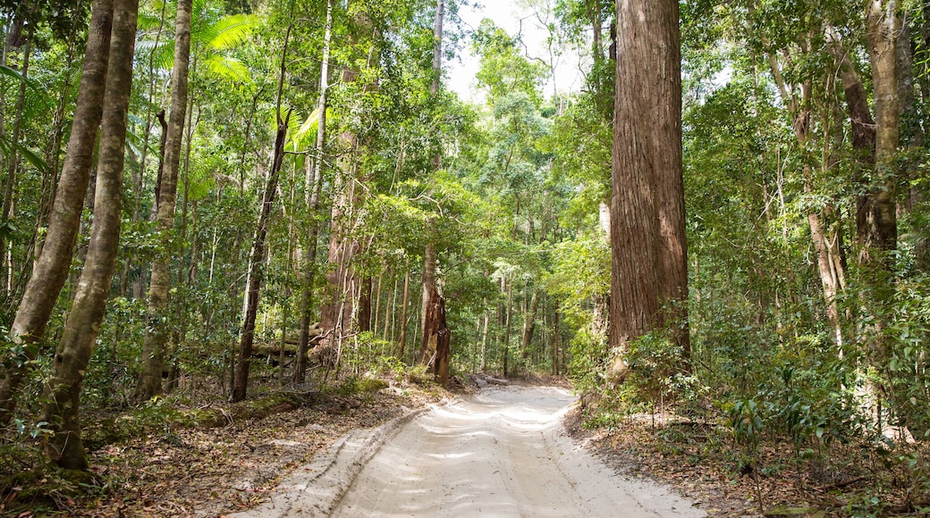 서던 포리스트 월드