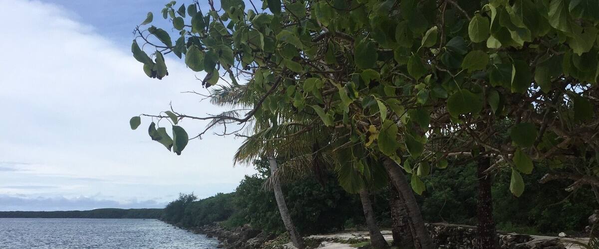 A beach with clear water, sandy shore, and trees.