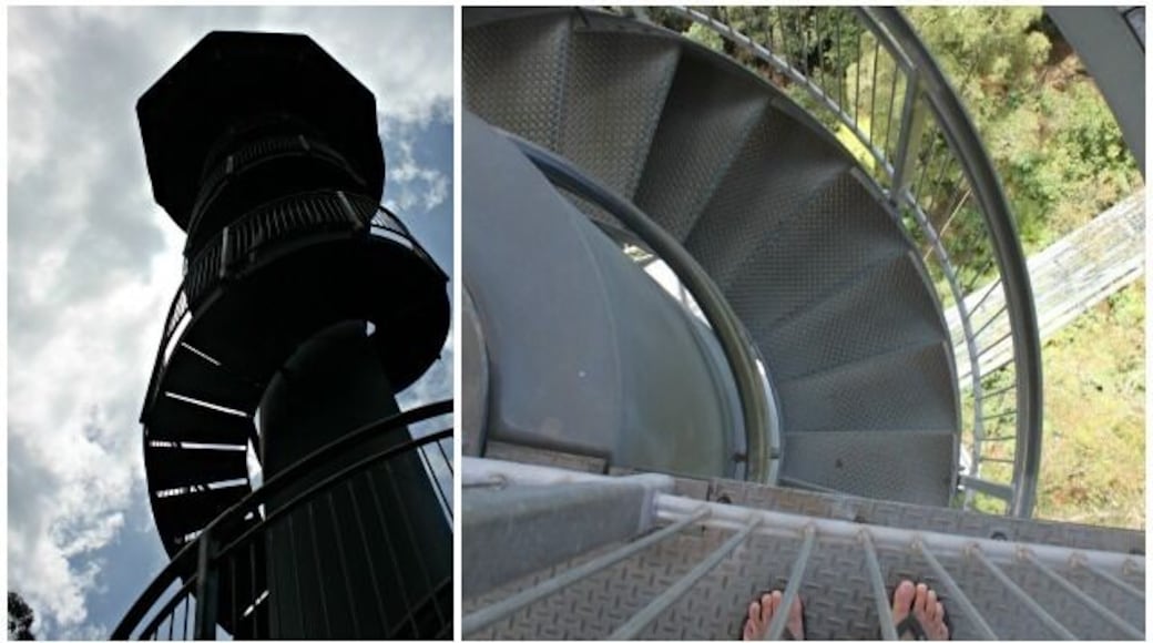 The canopy walkway is 1500 metre walk through beautiful warm temperate rainforest about 20-30 metres above the forest floor. Make sure you climb up the 45 meter high spiralling tower for a little thrill and higher views.