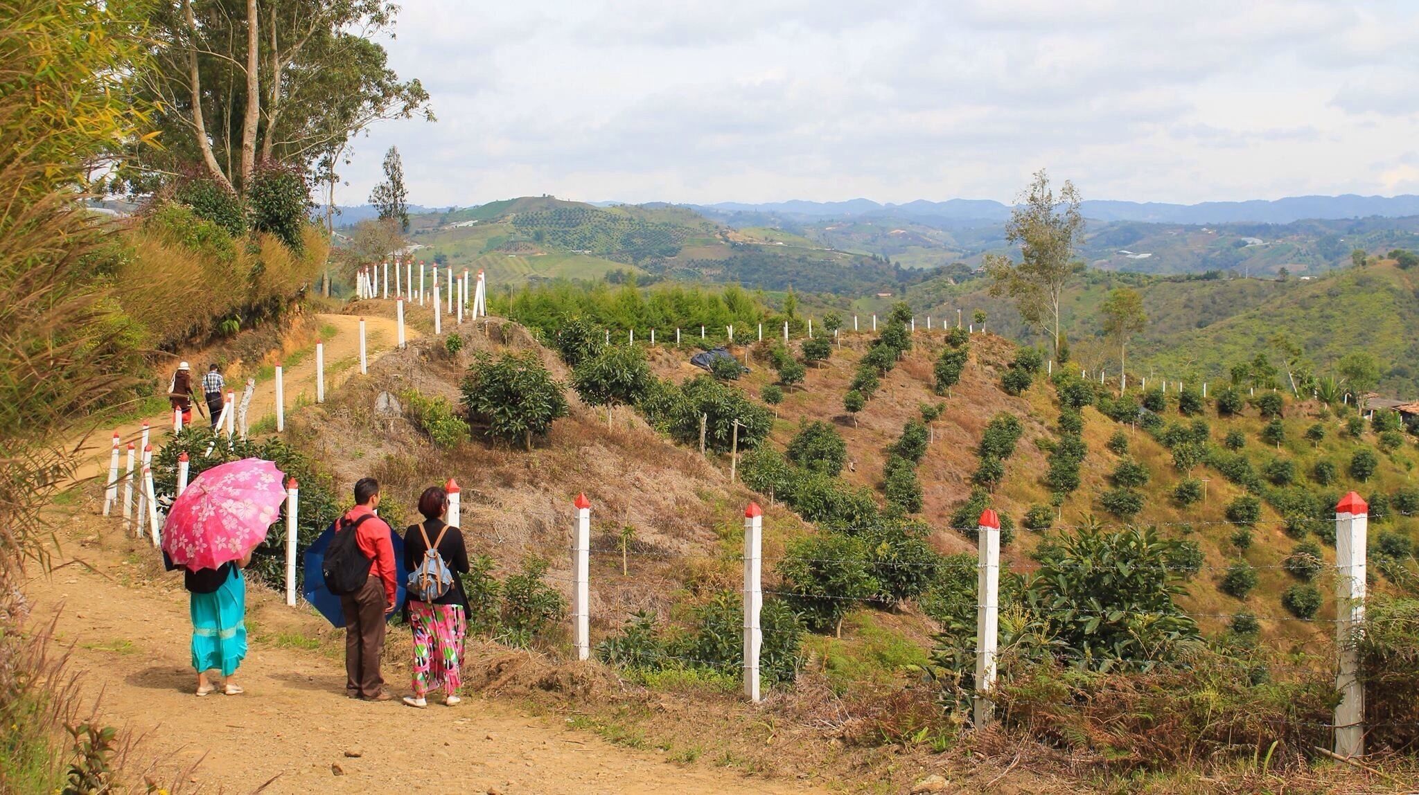 If you like mountain trails, an amazing view, a place to relax, to meditate, to appreciate Creation... Marinilla's veredas are perfect for that and more... They're not official hiking trails, just dust roads created for ppl to get to their home, but this might as well be a tourist spot... You can't get a view like this anywhere else
#greatoutdoors