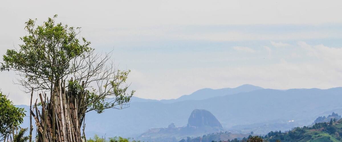 A bamboo forest with a mountain range in the background.