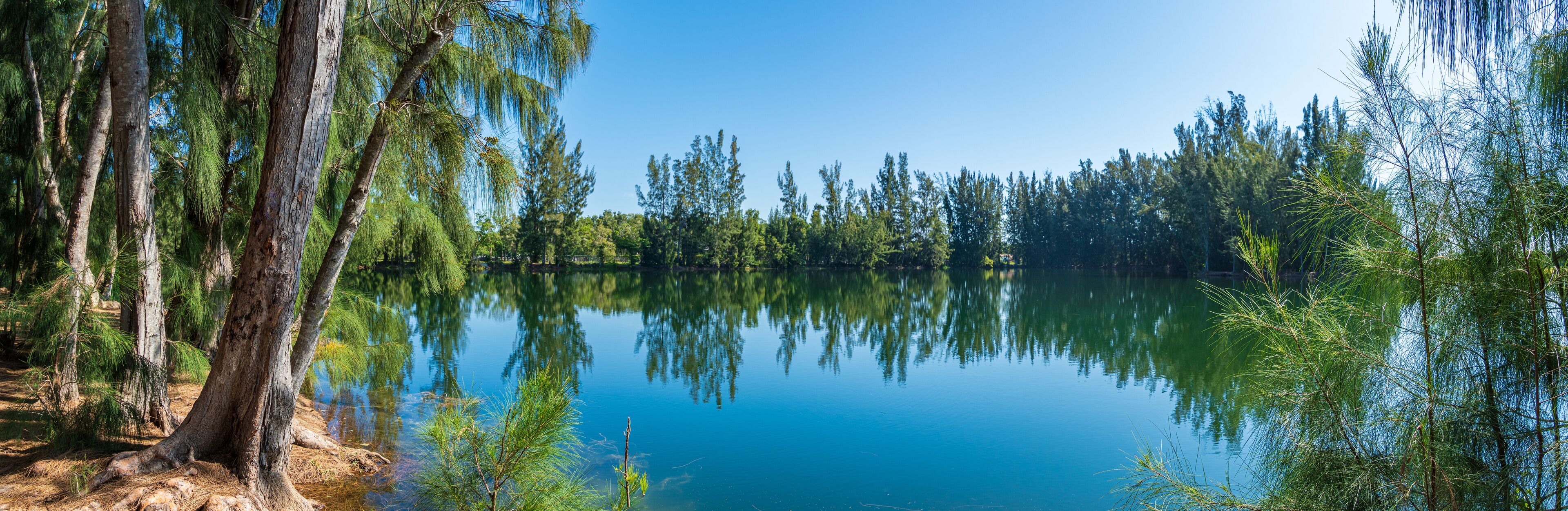 Panorama of Wolf Lake Park, with Australian pine trees (Casuarina equisetifolia) - Davie, Florida, USA