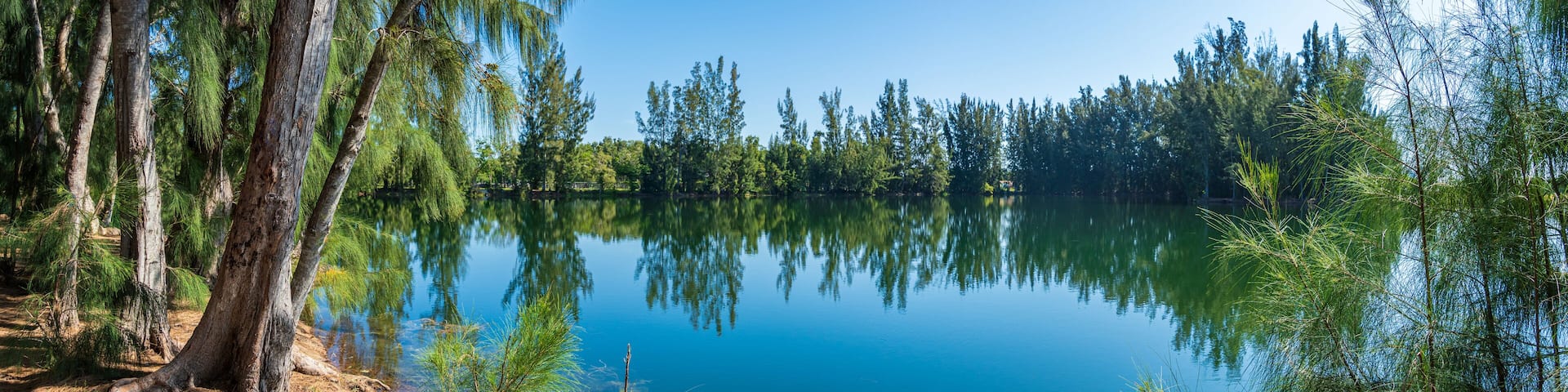 Panorama of Wolf Lake Park, with Australian pine trees (Casuarina equisetifolia) - Davie, Florida, USA
